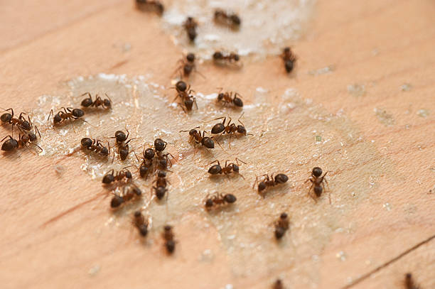 Best Termite Control Services  in Old Miakka, FL